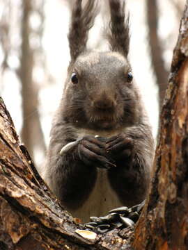 Image of Sciurus vulgaris mantchuricus Thomas 1909