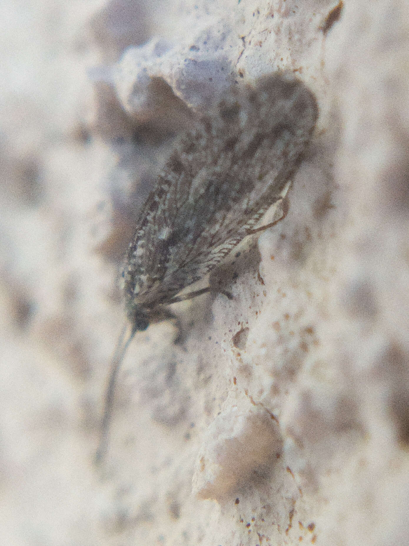 Image of Micromus variolosus Hagen 1886