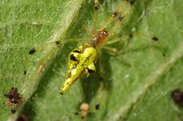 Image of Chrysso scintillans (Thorell 1895)