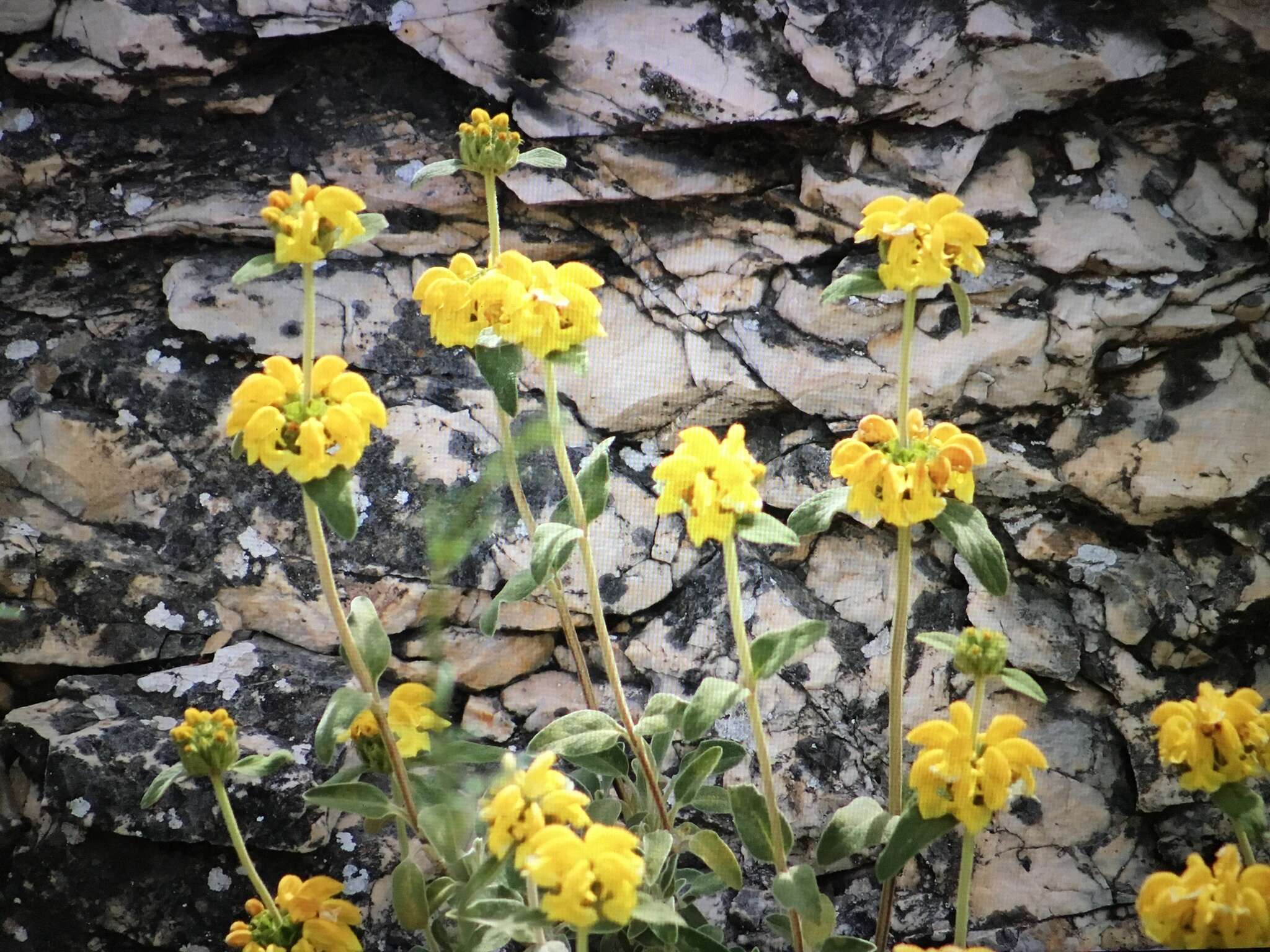 Image of shrubby Jerusalem sage