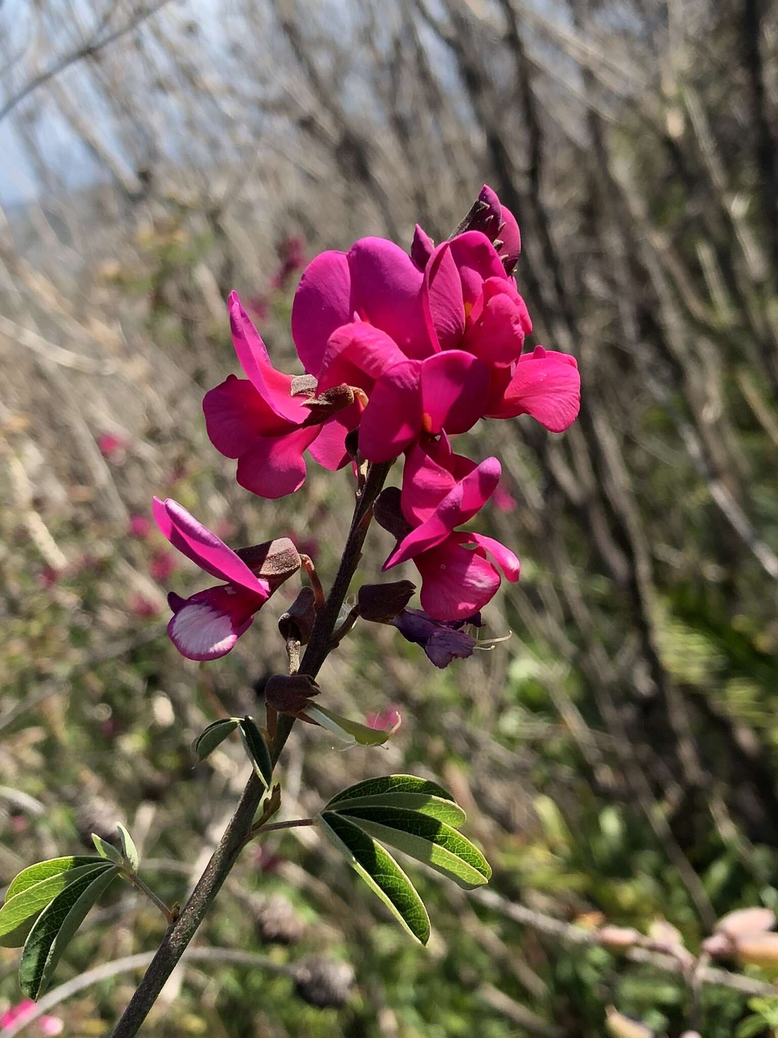 Plancia ëd Hypocalyptus coluteoides (Lam.) R. Dahlgren