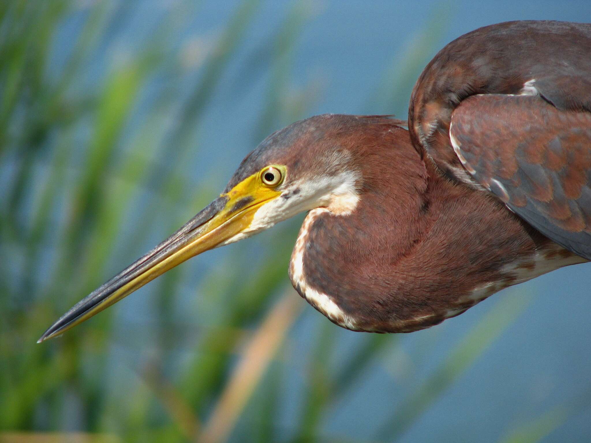 Image of Tricolored Heron