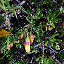 Image de Crassothonna floribunda (Schltr.) B. Nord.