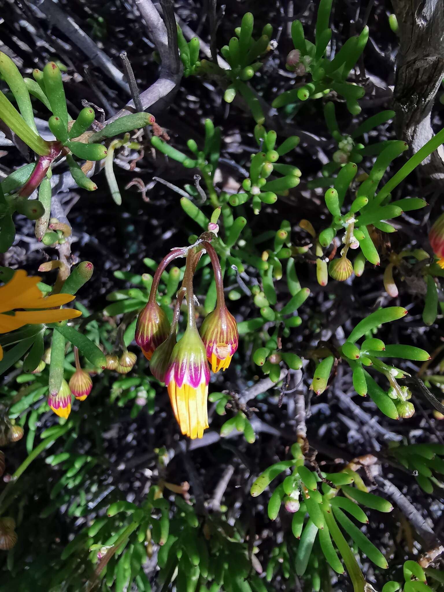 Image de Crassothonna floribunda (Schltr.) B. Nord.