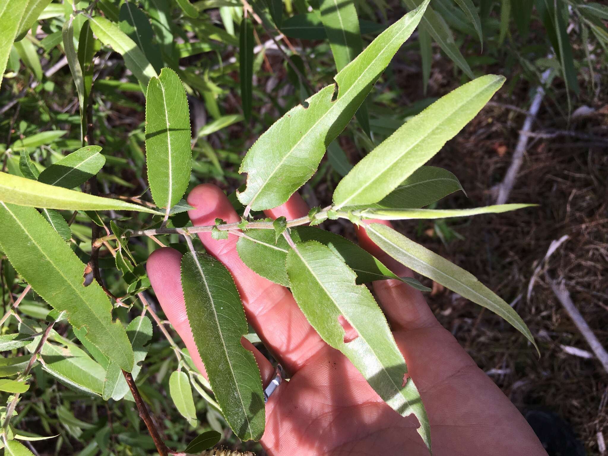 Image of coastal plain willow