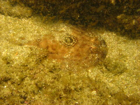 Image of Bullseye Electric Ray