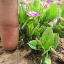 Image de Polygala amatymbica Eckl. & Zeyh.