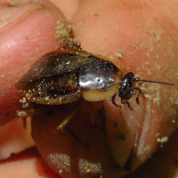 Image of Pennsylvania Wood Cockroach
