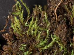 Image of Arnell's apple-moss