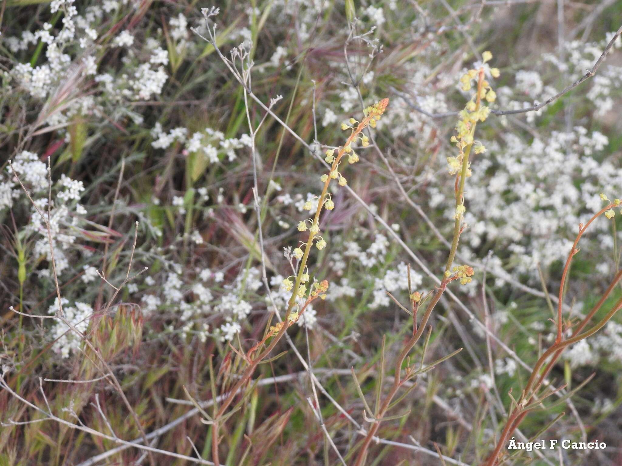 Image of Reseda stricta Pers.