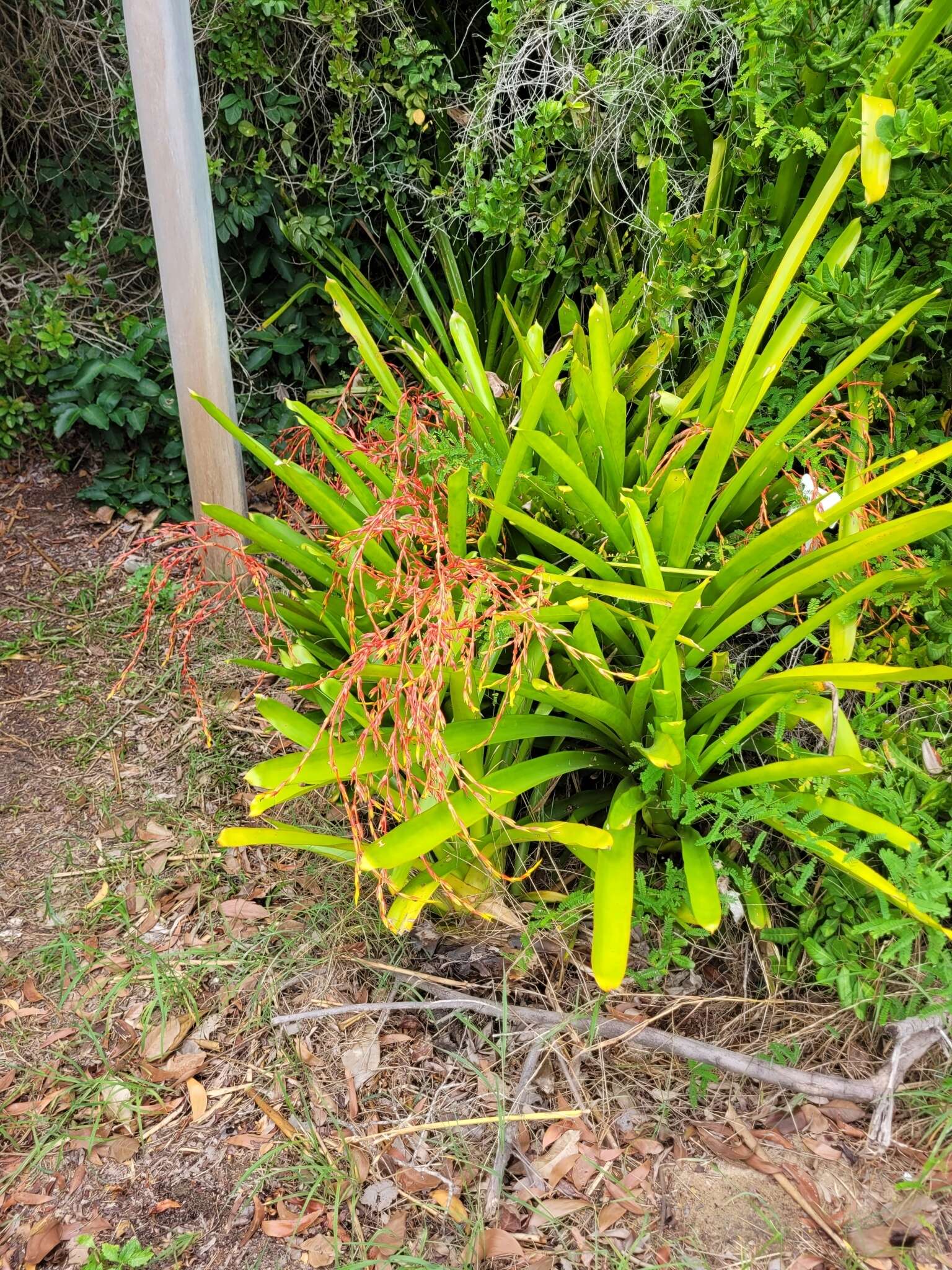 Image of Bromeliad