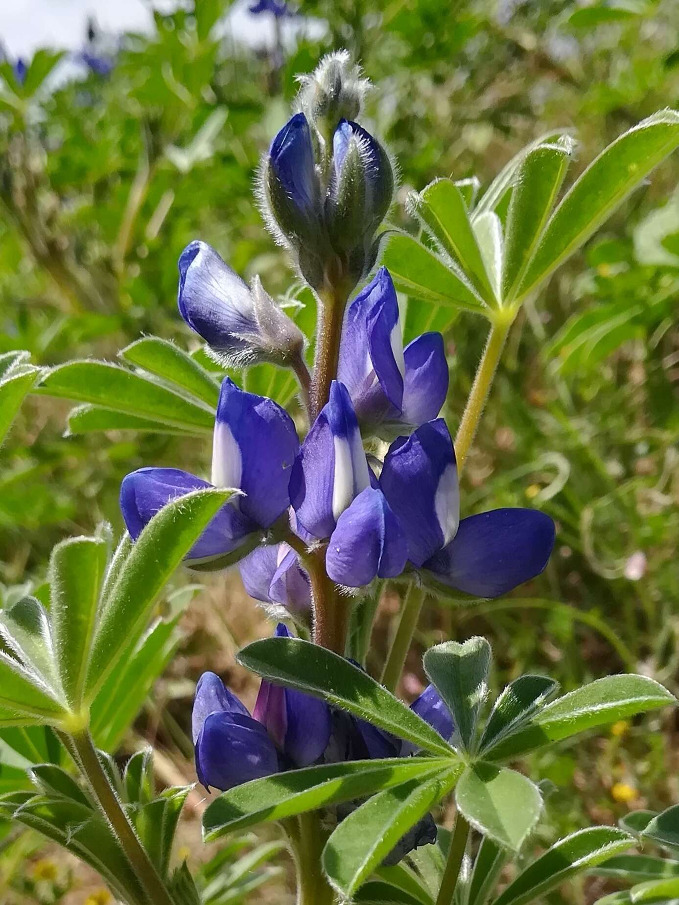 Image of Lupinus cosentinii Guss.