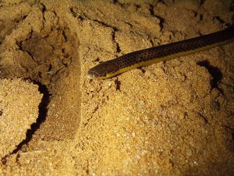 Plancia ëd Xenocalamus bicolor Günther 1868