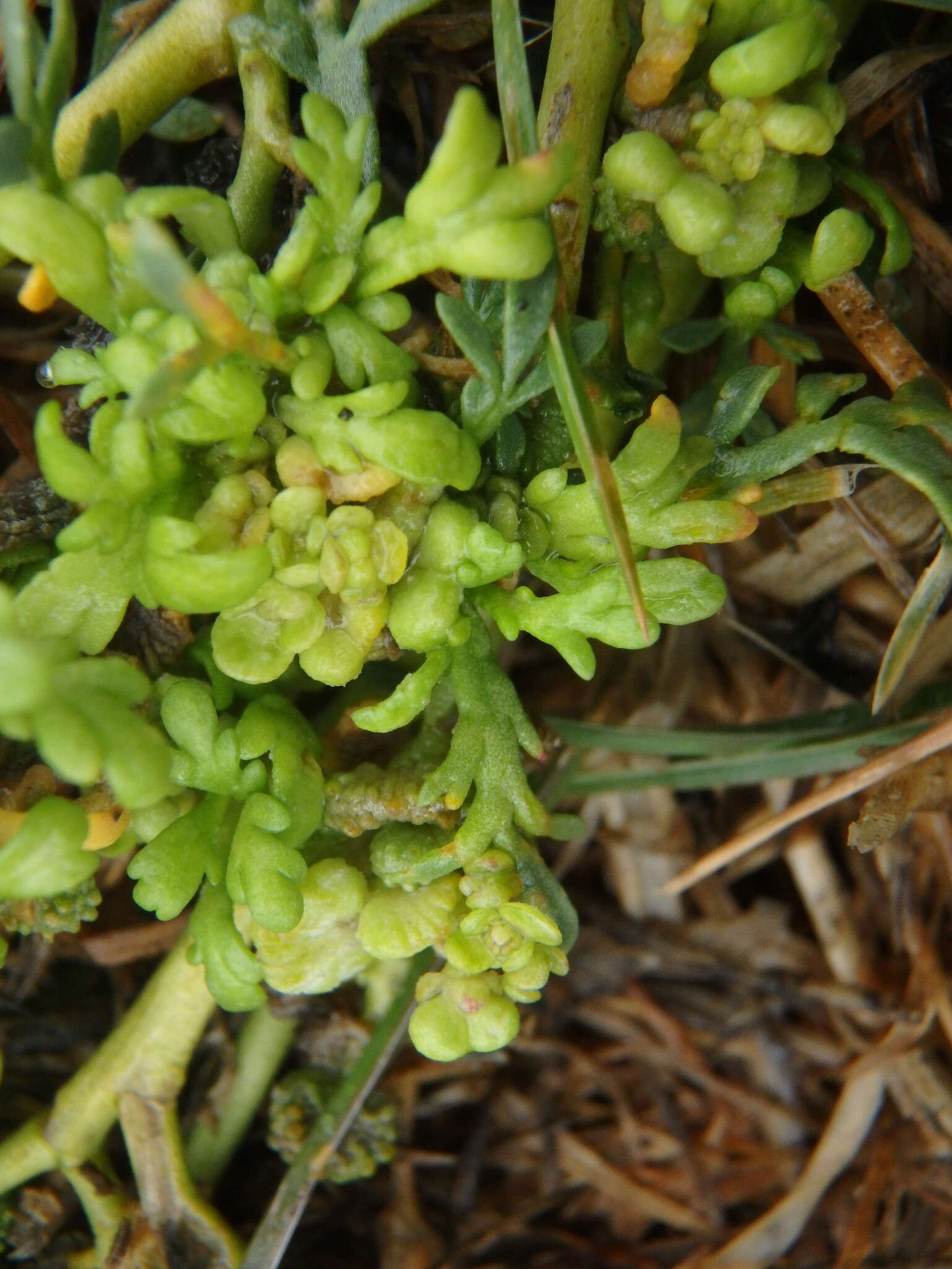 Image of Creeping Watercress