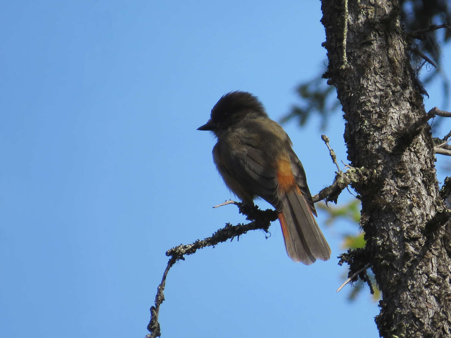 Image of Siberian Jay