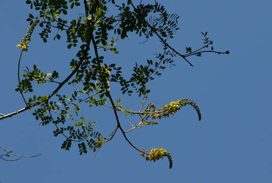 Plancia ëd Caesalpinia angolensis (Oliv.) Herend. & Zarucchi