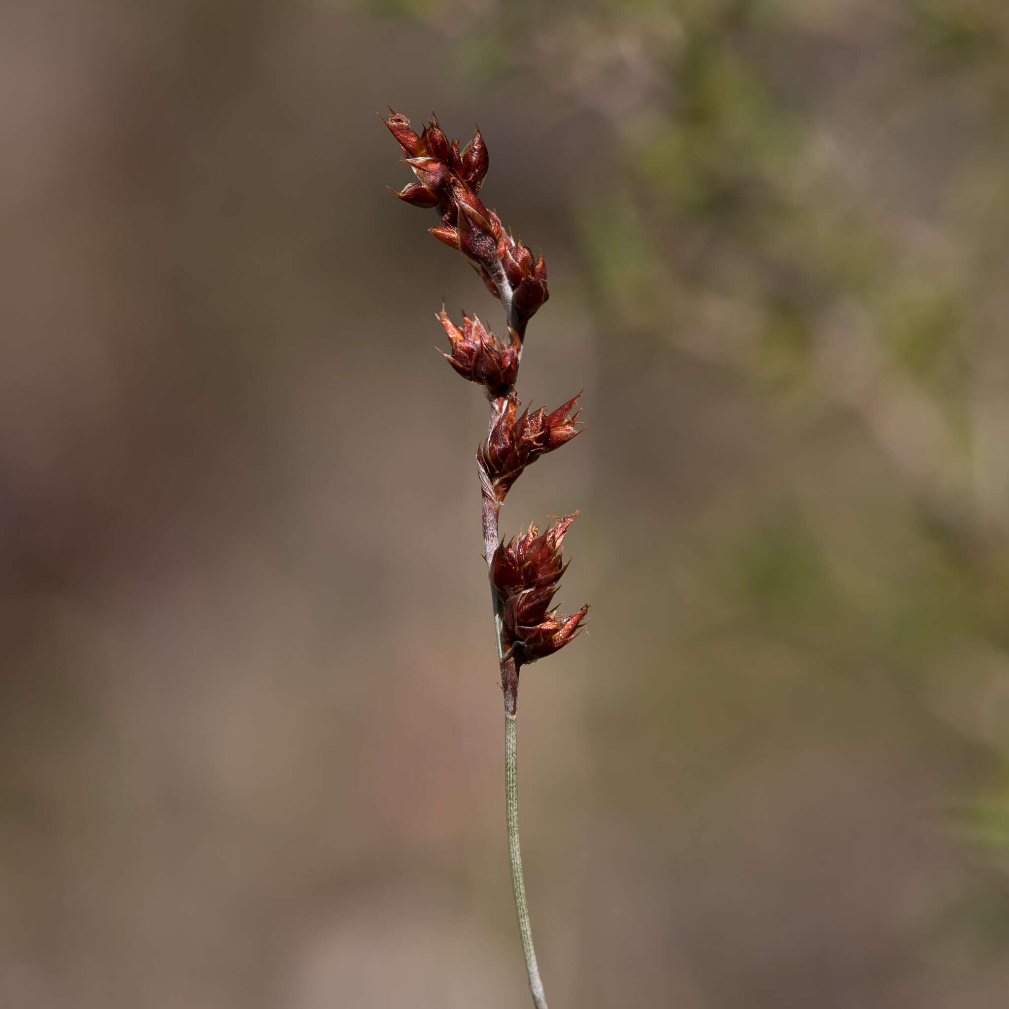 Image of Apodasmia brownii (Hook. fil.) B. G. Briggs & L. A. S. Johnson