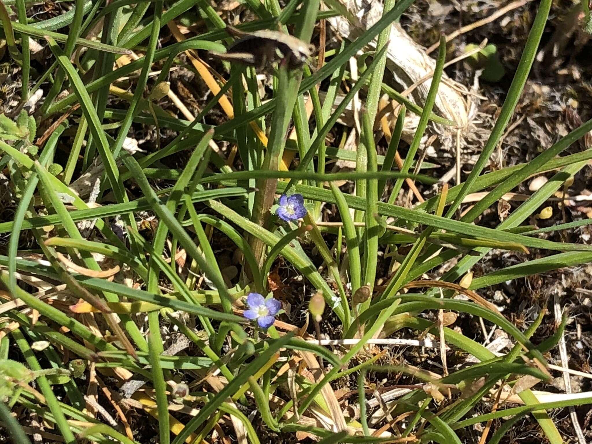 Image of spring speedwell