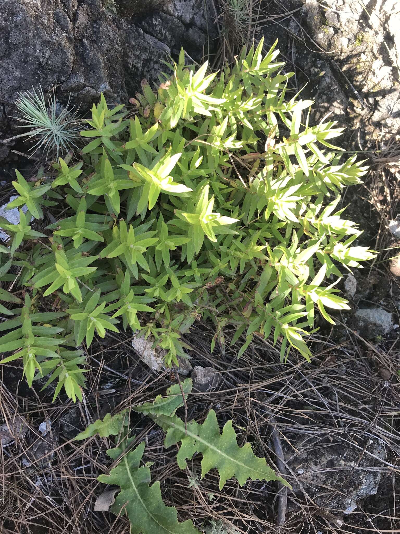 Image of Hypericum reflexum L. fil.