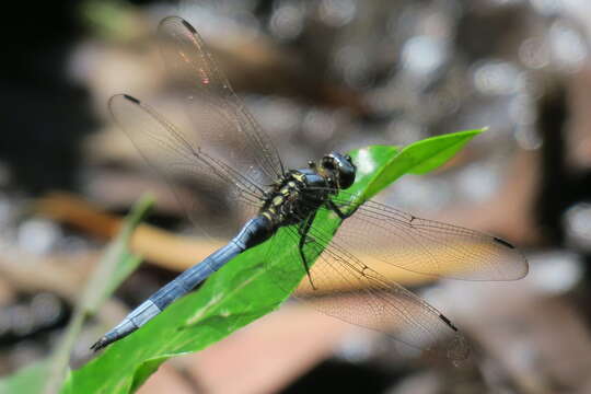 Image de Orthetrum poecilops Ris 1916