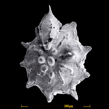 Image of <i>Neorotalia calcar</i> (d'Orbigny ex Deshayes 1830)