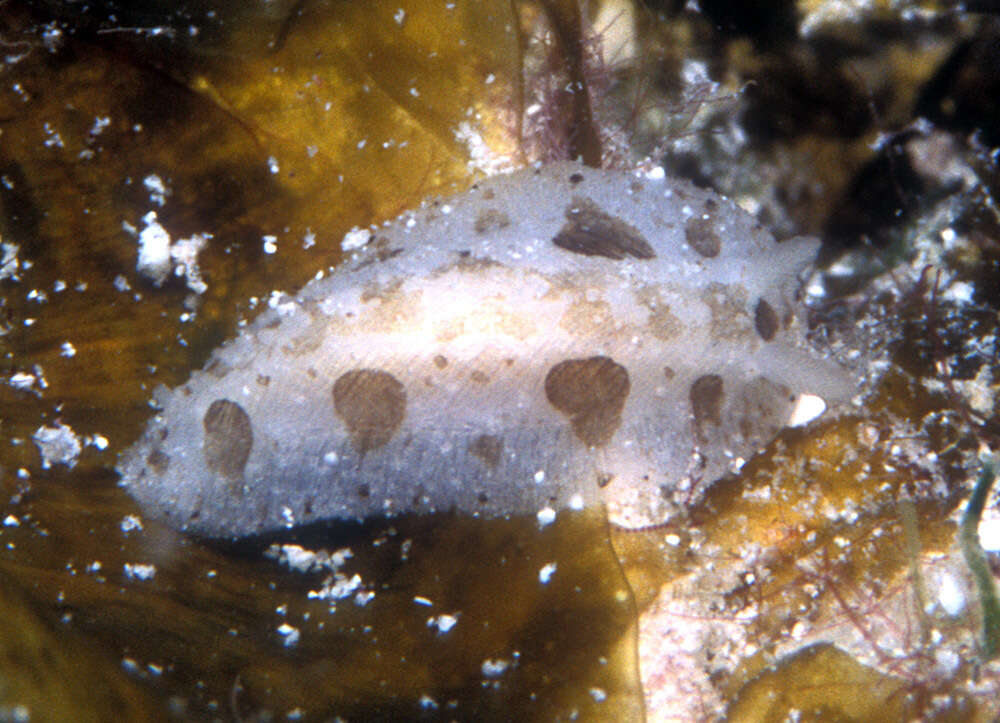 Image of Armored Phyllidiopsis