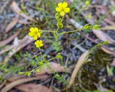 Imagem de Linum trigynum L.