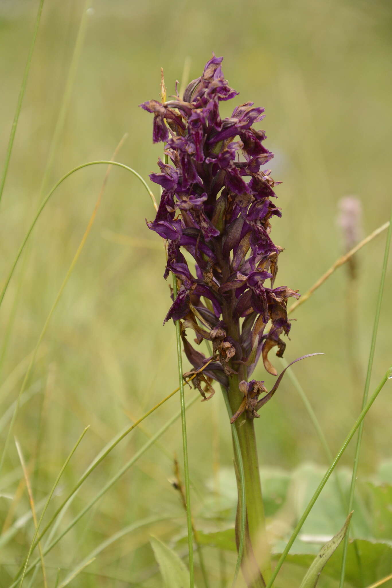 Image of Dactylorhiza hatagirea (D. Don) Soó