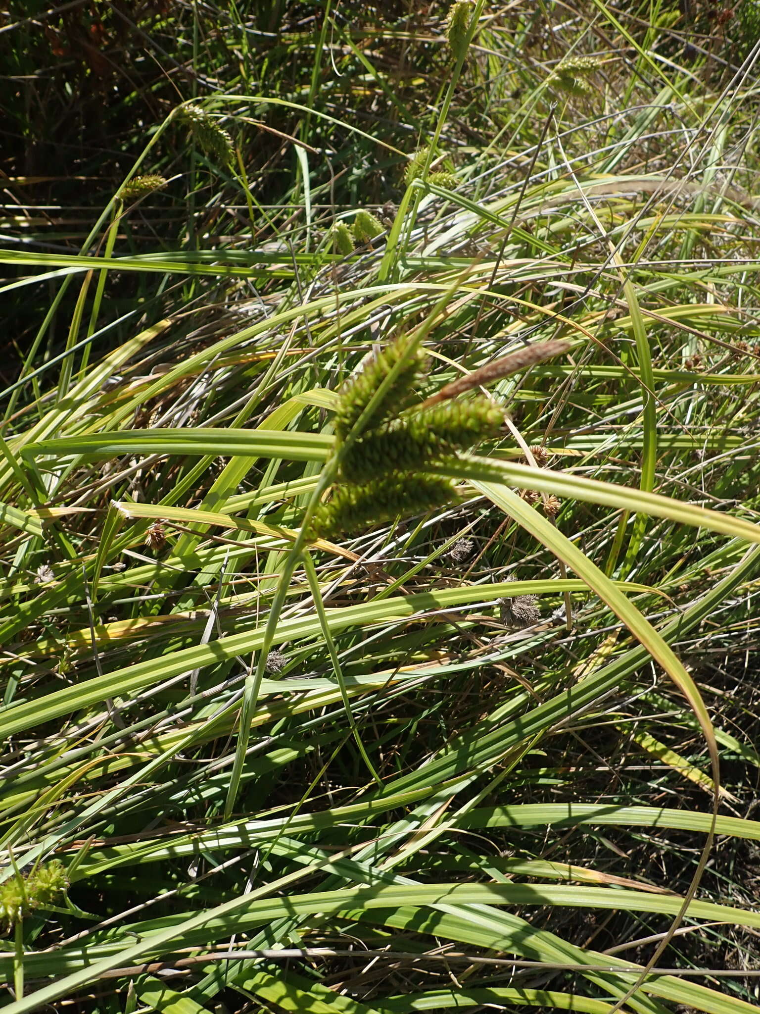 Imagem de Carex clavata Thunb.