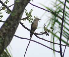 Image of Malabar Starling