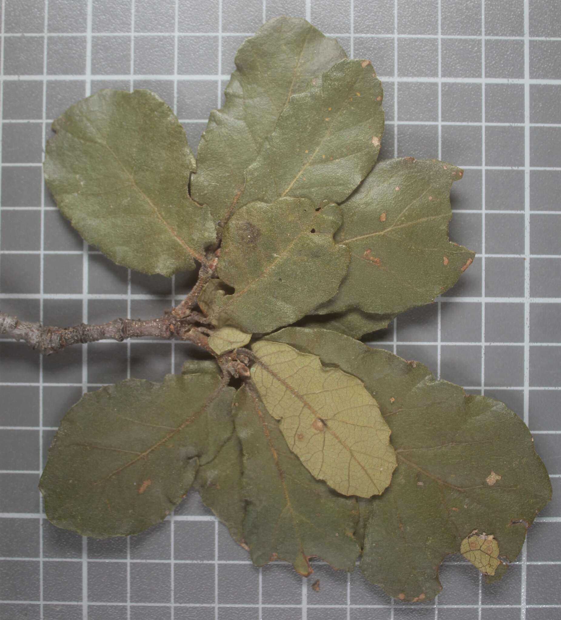 Image of Quercus obtusata Bonpl.