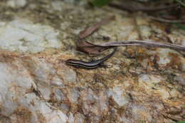 Слика од Trachylepis gravenhorstii (Duméril & Bibron 1839)