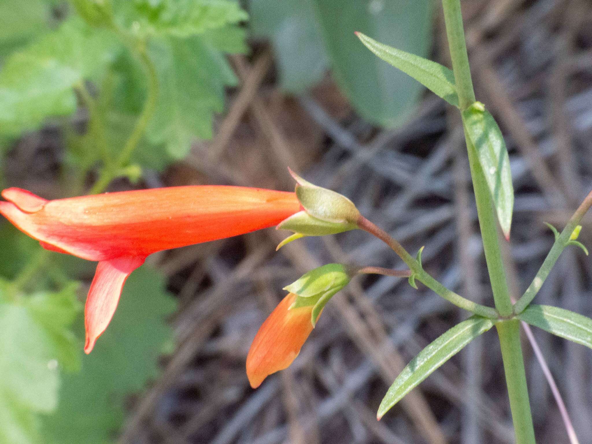 Image de Penstemon barbatus subsp. barbatus