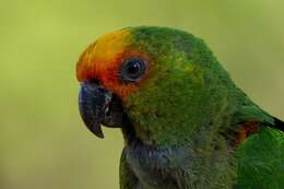 Image of Golden-capped Conure
