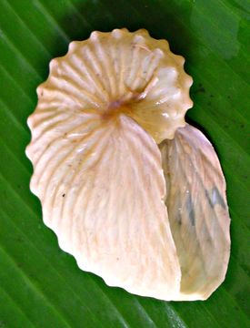 Image of Brown Argonaut