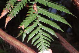 Image of Dicksonia baudouinii Fourn.