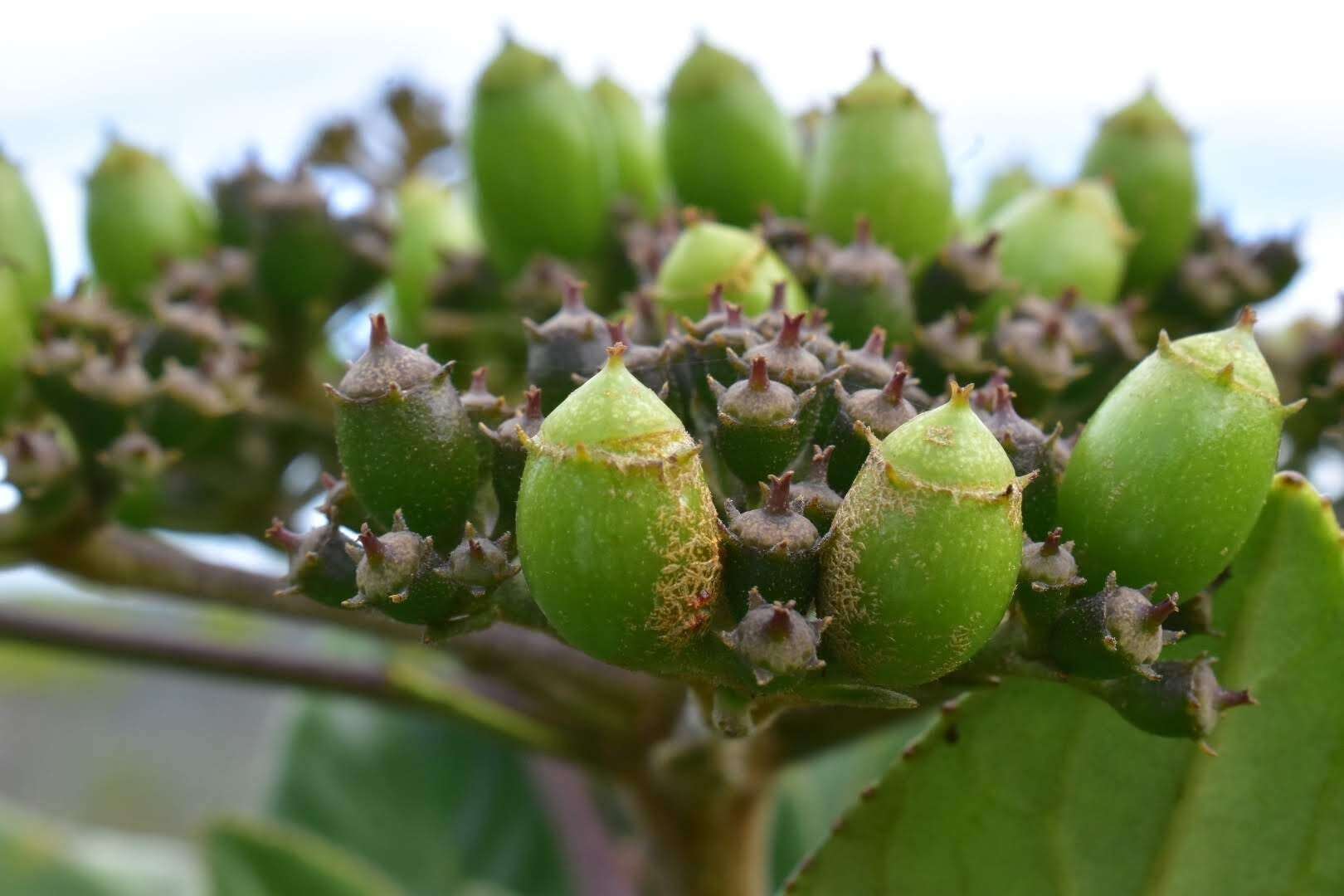 Image of Apiopetalum velutinum Baill.