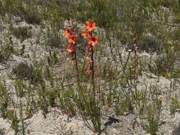 صورة Watsonia stenosiphon L. Bolus