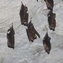 Image of Bahamian lesser funnel-eared bat