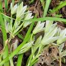 Image of Ornithogalum balansae Boiss.