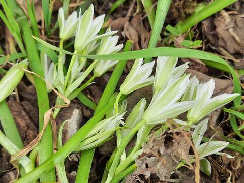 Слика од Ornithogalum balansae Boiss.