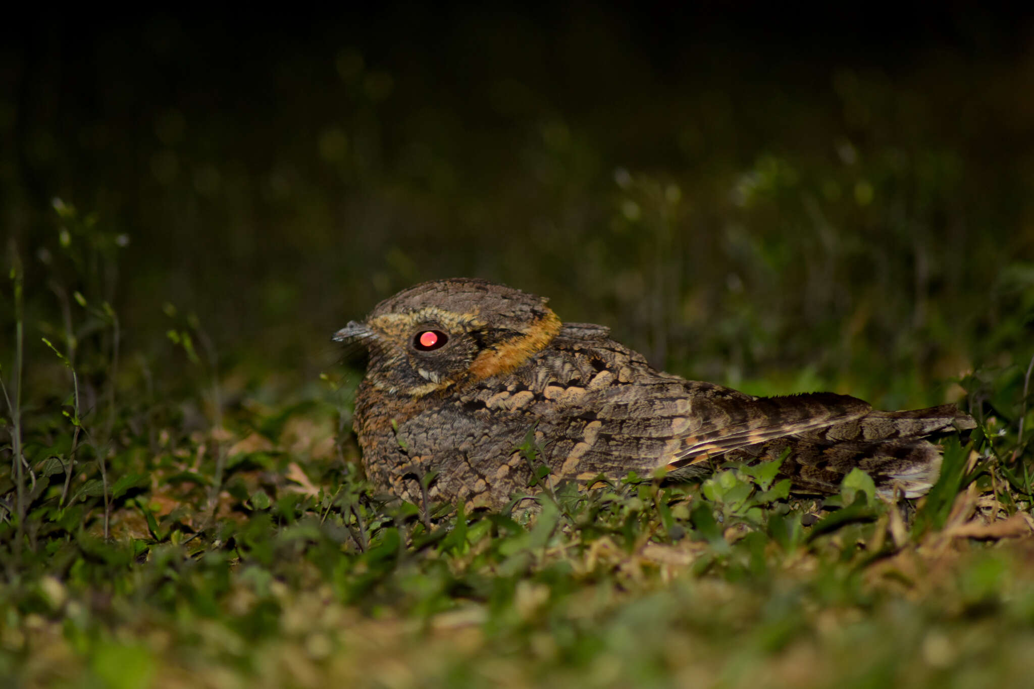 Image of Buff-collared Nightjar