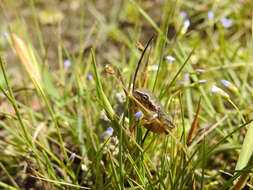 Image of European Treefrog