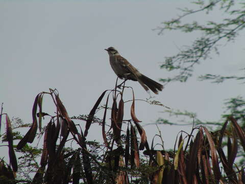 Image of Long-tailed Mockingbird