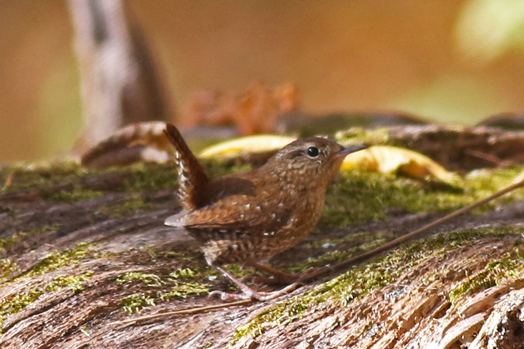 Image of Eastern Winter Wren