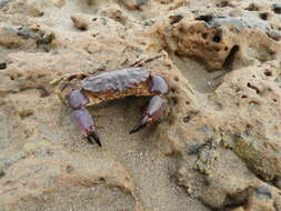 Image of Cuban stone crab