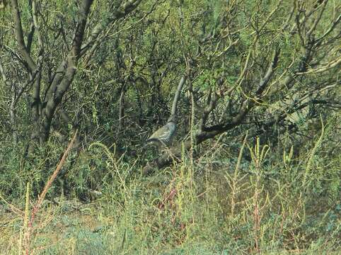 Callipepla squamata hargravei Rea 1973的圖片