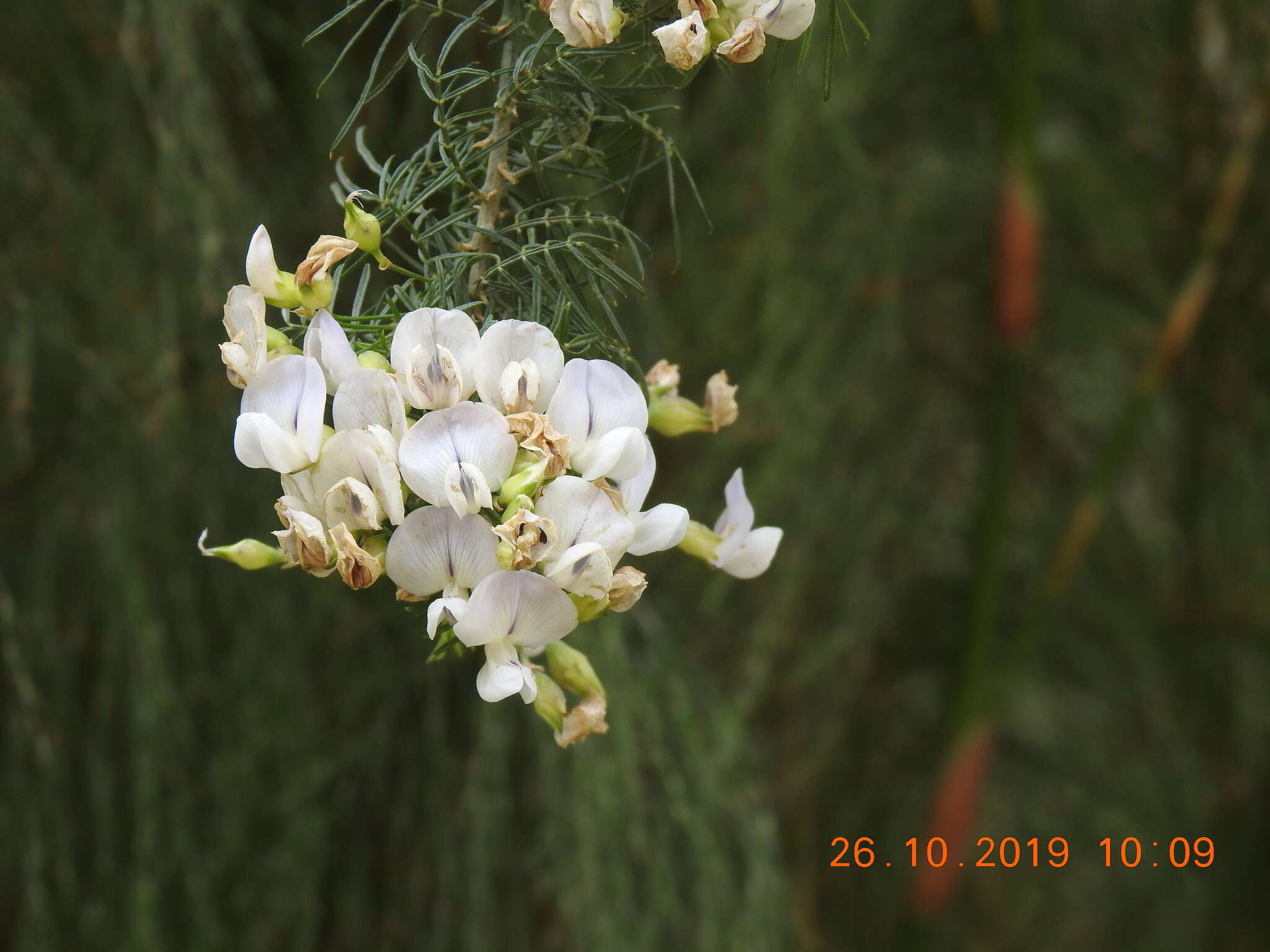 Image of Psoralea odoratissima Jacq.