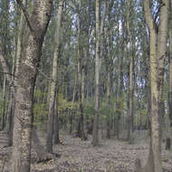 Image of Populus alba var. alba