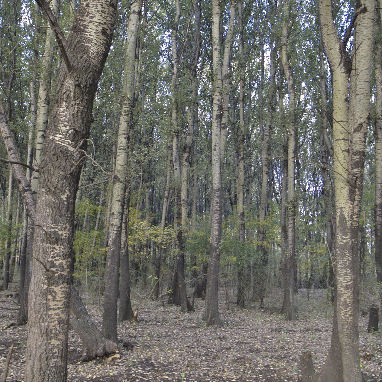 Image of Populus alba var. alba